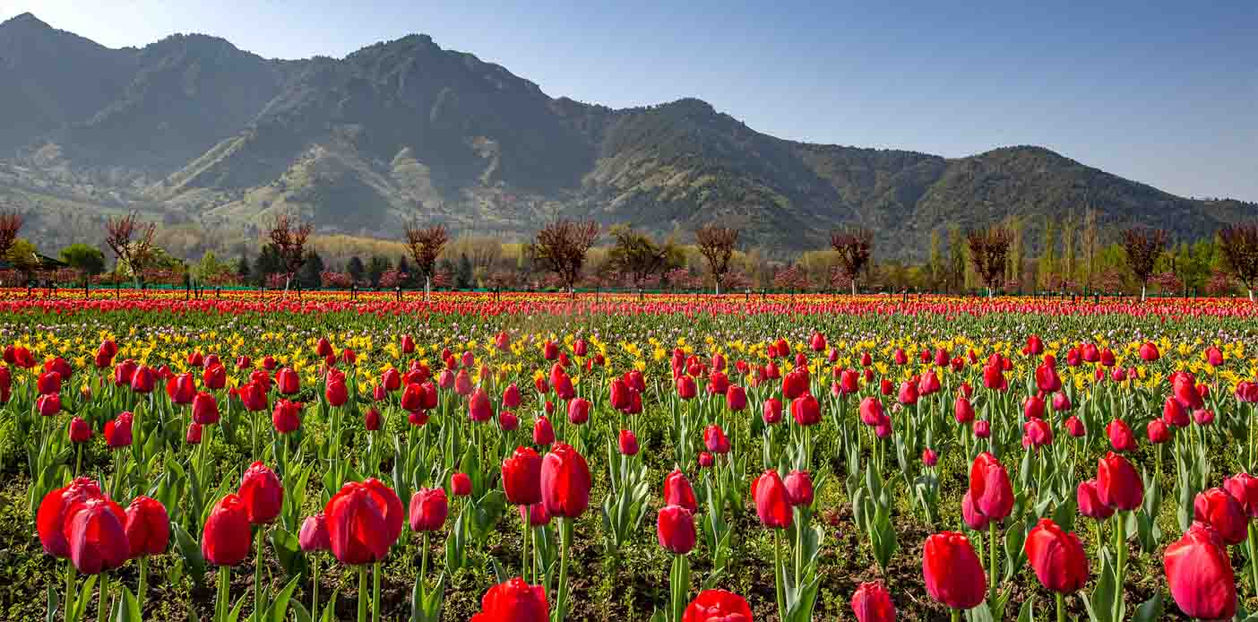 Kashmir Tulip Flower Festival